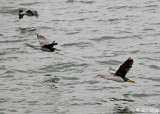 Spotted Shags, Dunedin 6