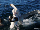 Wandering Albatross Sparing Kaikoura  3