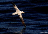 Wandering Albatross,  Kaikoura  2