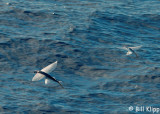 Flying Fish, North Island 3