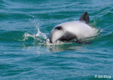 Hectors Dolphins,   Akaroa  2