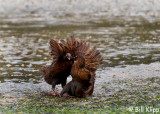 Weke Sparing, Ulva Island 3