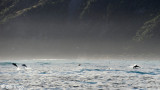 Dusky Dolphins,   Kaikoura  5