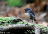 Robin,  Ulva Island Stewart Isalnd  1