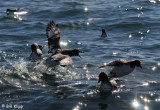 Cape Petrels,  Kaikoura  2