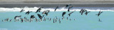 Spotted Shags,  Kaikoura   2