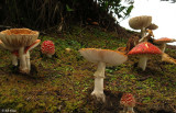 Mushrooms,   Ulva Island  3