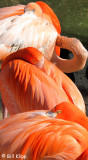 Caribbean Flamingos, San Diego Zoo 1