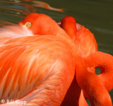 Caribbean Flamingos,  San Diego Zoo   2