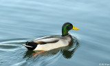 Male Northern Mallard Duck 3