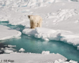 Polar Bear, Svalbard 14
