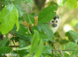 Squirrel Monkey, Manuel Antonio 2