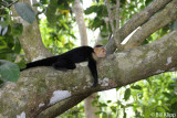 White Faced Capuchin Monkeys,  Manuel Antonio   1