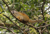 Squirrel Monkey,   Manuel Antonio   1