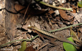 Whiptail Lizard,  Barro Colorado Island  1