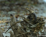 Spiny Tailed Iguana,   Manuel Antonio   1