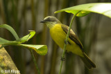 Tropical Kingbird, Arenal Volcano 1