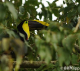 Chestnut Mandibled Toucan,  Arenal Volcano  1