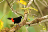 Passerinis Tanager, Arenal Volcano 1