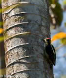 Lineated Woodpecker, Corcovado Ntl Park 1