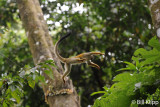 Squirrel Monkey, Manuel Antonio 3