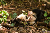White Faced Capuchin Monkeys, Manuel Antonio 3
