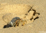 Hermit Crab, Granito de Oro 2