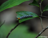 Catterpillar, Barro Colorado Island 1