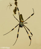 Golden Orb Spider, Barro Colorado Island 1