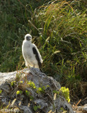 Brown Booby Chick, Bona Island 1