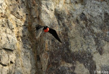 Magnificent Frigate Bird,  Bona Island  1