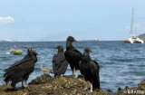 Black Vultures, Taboga Island 1