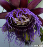 Passion Flower, Manuel Antonio