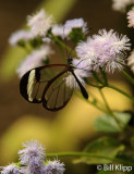 Butterfly, El Castillo 7