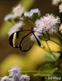 Butterfly, El Castillo  7