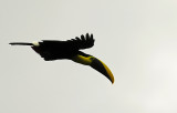 Chestnut Mandibled Toucan, Arenal 2