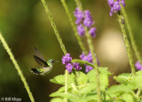 Hummingbird, Arenal 8