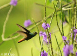 Rufous Tailed Hummingbird, Arenal 3