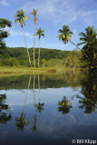 Palm Reflections,  Rio  Esquinas  1