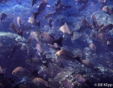 Fish,  Isla Coiba National Park   1
