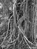 Strangler Fig, Corcovado Ntl Park 1