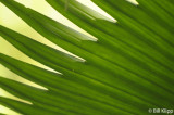 Palm Frond, Arenal 3