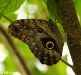 Owl Butterfly, El Castillo 1