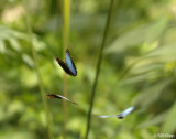 Blue Morpho Butterfly, El Castillo 1