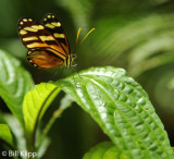 Butterfly, El Castillo 5