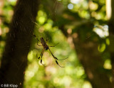 Golden Orb Spider, Corcovado Ntl Park  2