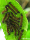 Caterpillars, Manuel Antonio 3