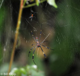Golden Orb Spider, Manuel Antonio