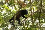Howler Monkey, Manuel Antonio 2