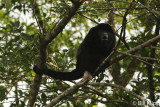 Howler Monkey, Manuel Antonio 3
